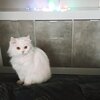 Комод "Прага"