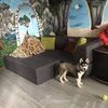 Диван безкаркасний "ТЮЛЬПАН"